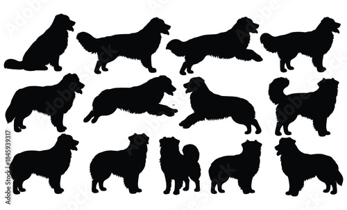A collection of golden retriever dog silhouettes illustrating different actions and stances.