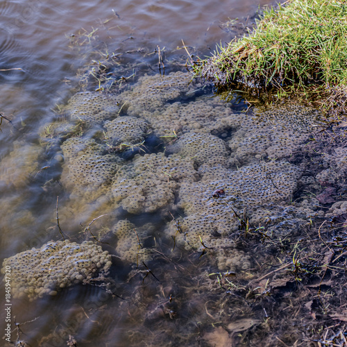 A dew pond on the Marlborough Downs in England. Filled with masses of frog spawn.