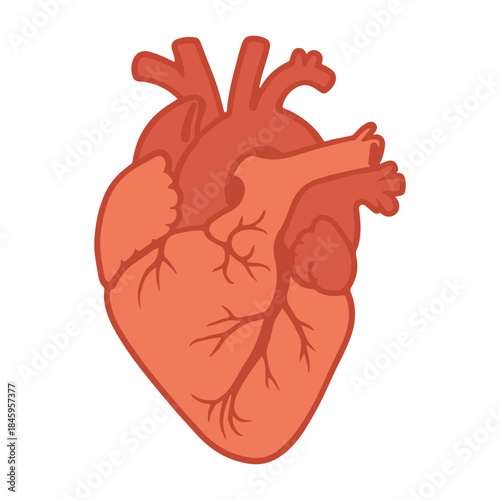 red heart anatomy isolated on white clip art preview
