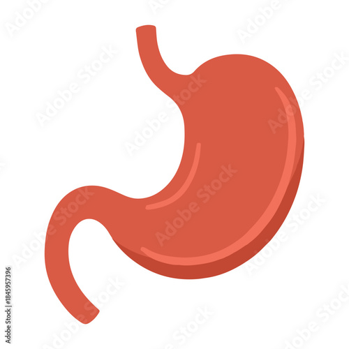 Human stomach anatomy vector illustration