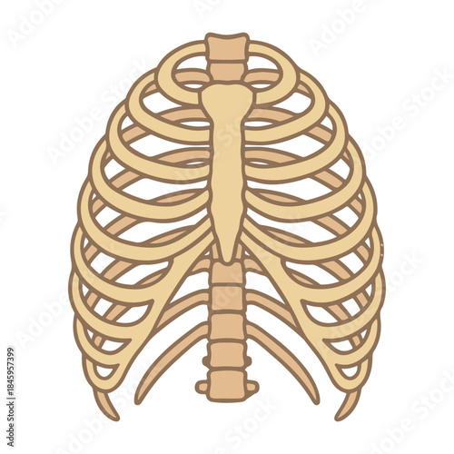 Human rib organ vector illustration