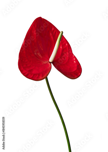 Red Flamingo flower in bloom isolated on a white background