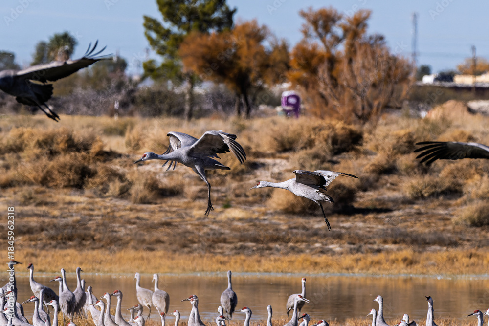 Obraz premium Sandhill cranes (antigone canadensis) taking flight at their winter home near Wilcox AZ
