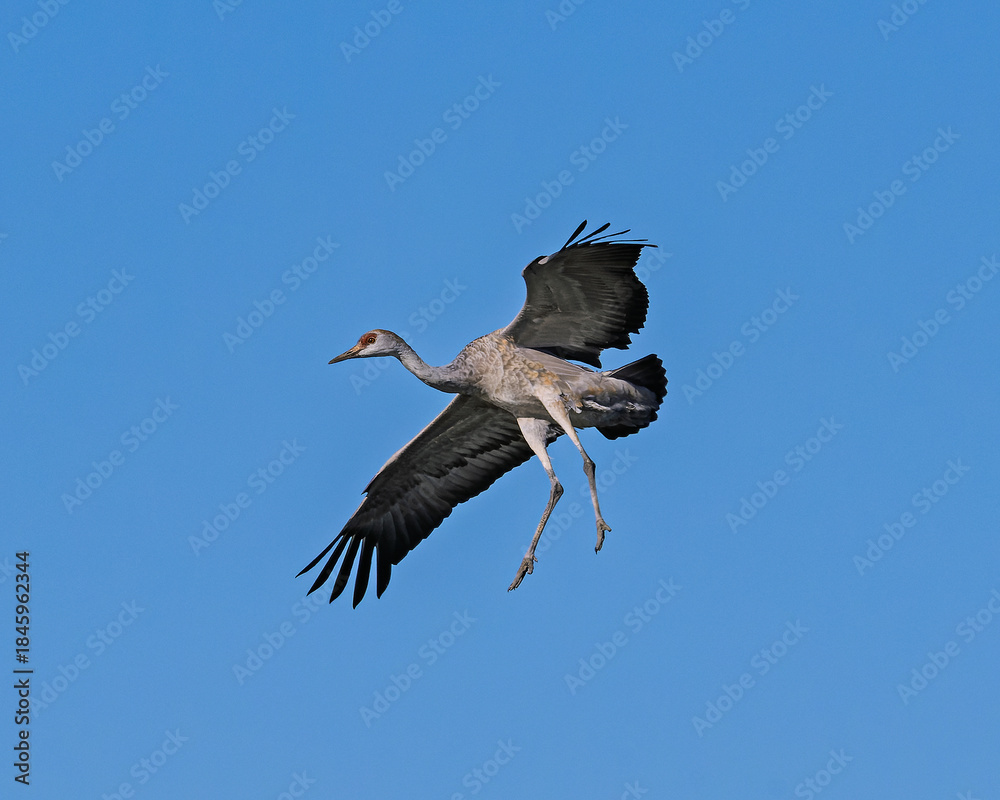 Obraz premium Sandhill cranes (antigone canadensis) taking flight at their winter home near Wilcox AZ