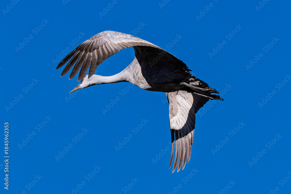 Obraz premium Sandhill cranes (antigone canadensis) taking flight at their winter home near Wilcox AZ