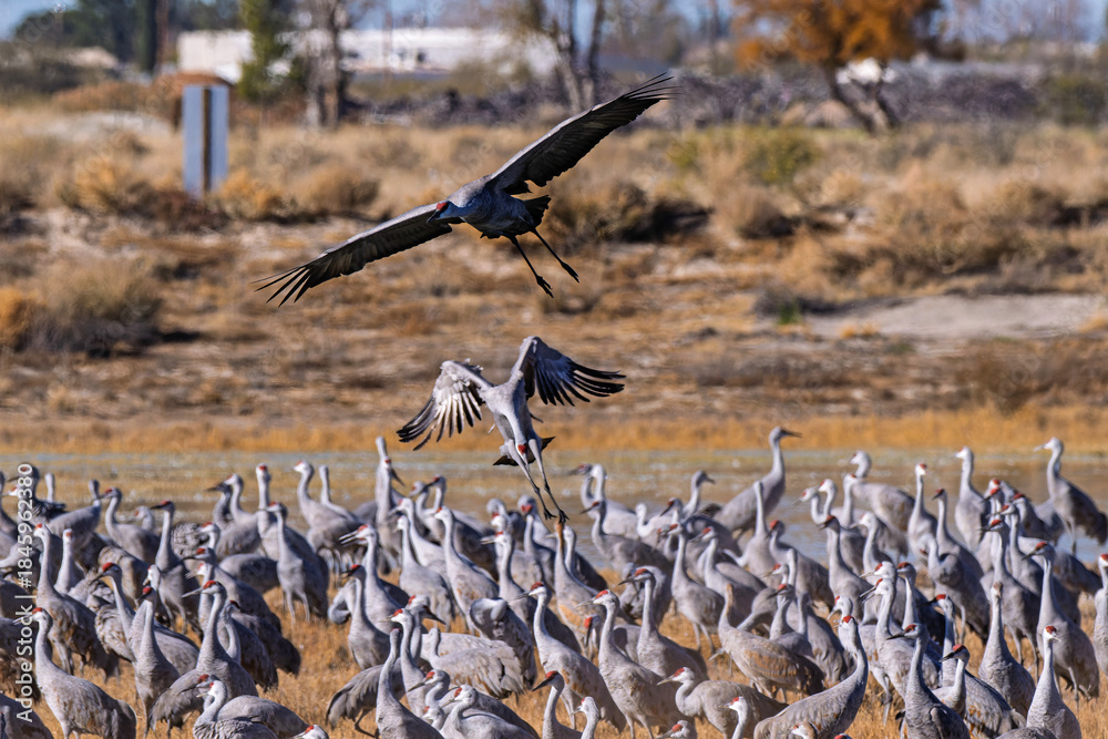 Obraz premium Sandhill cranes (antigone canadensis) taking flight at their winter home near Wilcox AZ