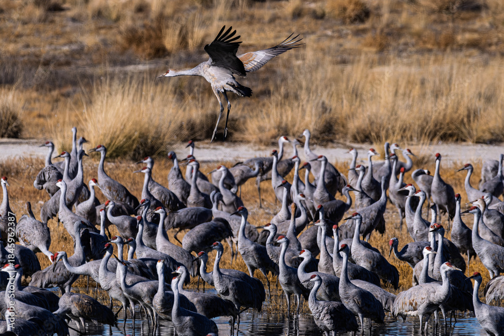 Obraz premium Sandhill cranes (antigone canadensis) taking flight at their winter home near Wilcox AZ