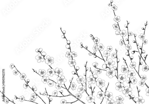 たくさんの梅の枝の手描きペン画