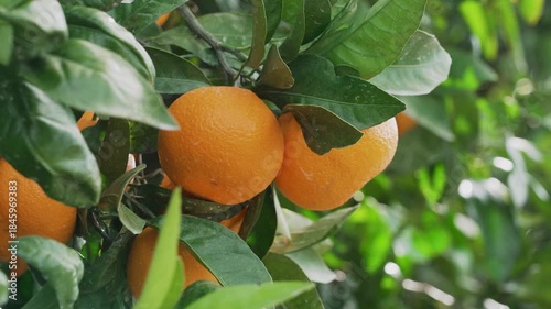 「晩生みかん(蔵出しみかん)」和歌山県海南市下津　Late-Harvest Mikan (Stored Mikan), Shimotsu, Kainan City, Wakayama
