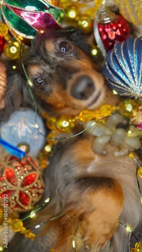 beautiful dachshund dog lies among the Christmas decorations, vertical video