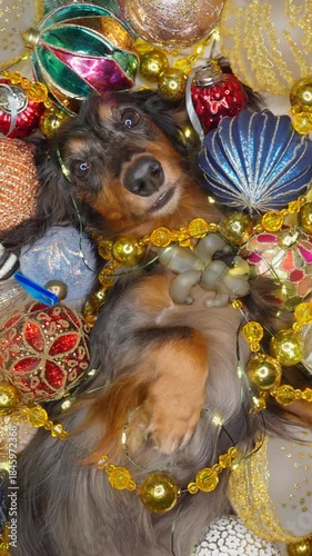 beautiful dachshund dog lies among the Christmas decorations, vertical video