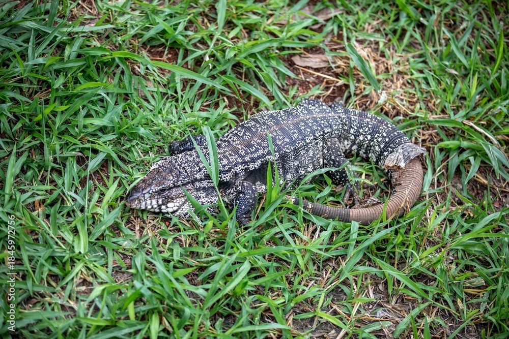 Naklejka premium Black and White Tegu Lizard Shedding Skin on Green Grass. Tupinambis