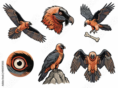 Bearded Vulture Illustrations Set.