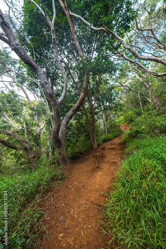 Along the Waimea Canyon Trail on Kauai, HI