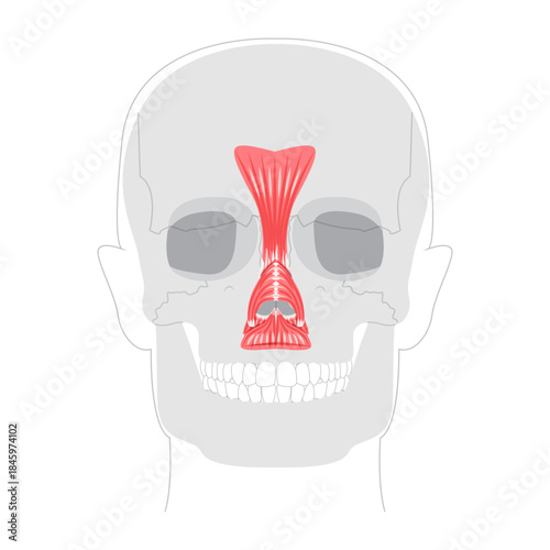 Nasal muscles anatomy diagram, procerus, nasalis transverse part, nasalis alar part, depressor septi labeled, face muscles illustration, medical reference chart, education schematic