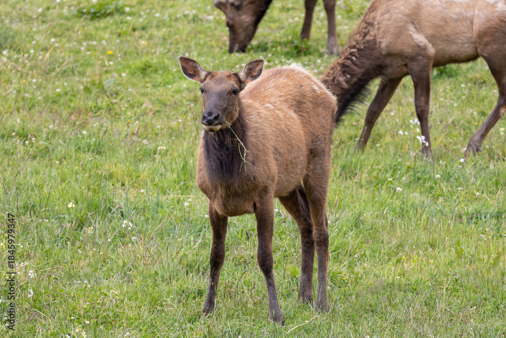Fototapeta premium Roosevelt elk in Crescent City CA