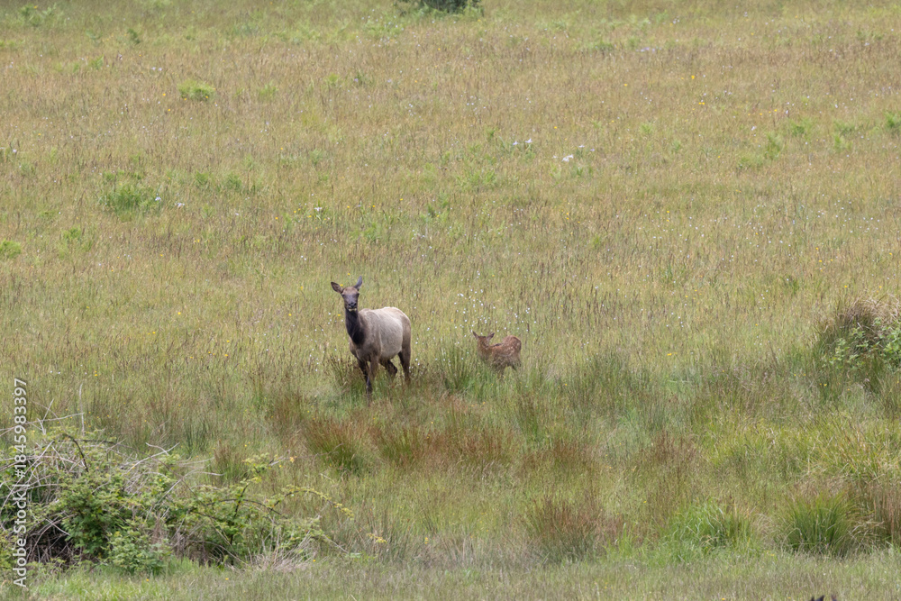 Fototapeta premium Roosevelt elk in Crescent City CA