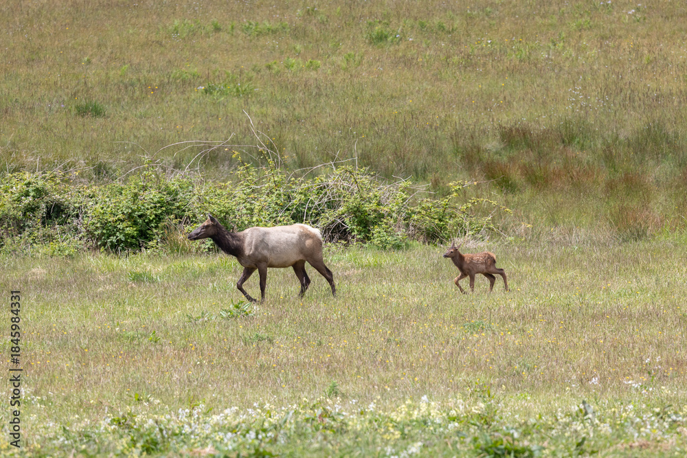 Naklejka premium Roosevelt elk in Crescent City CA