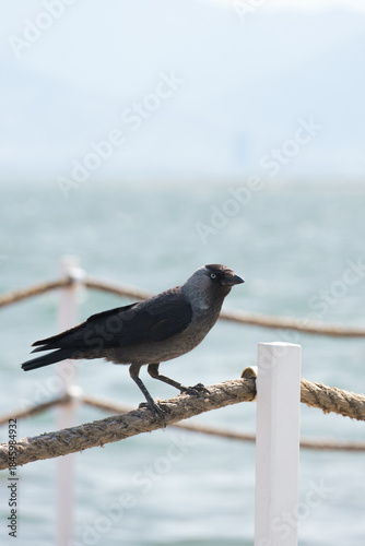 crow on the beach