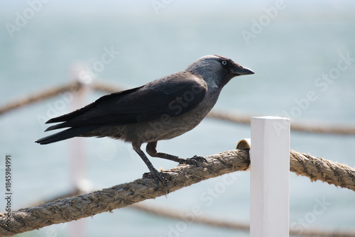 crow on the beach