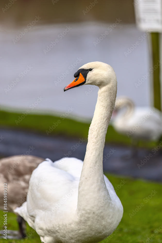 Fototapeta premium white swan on the grass