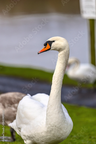 white swan on the grass