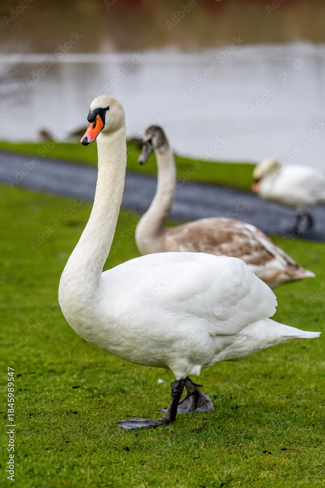 Obraz premium swan on the lake