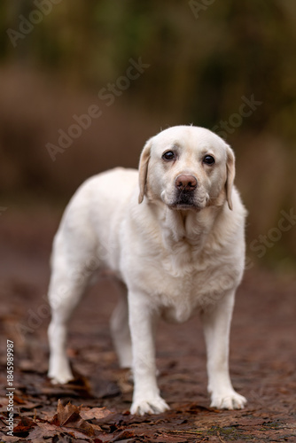golden retriever puppy