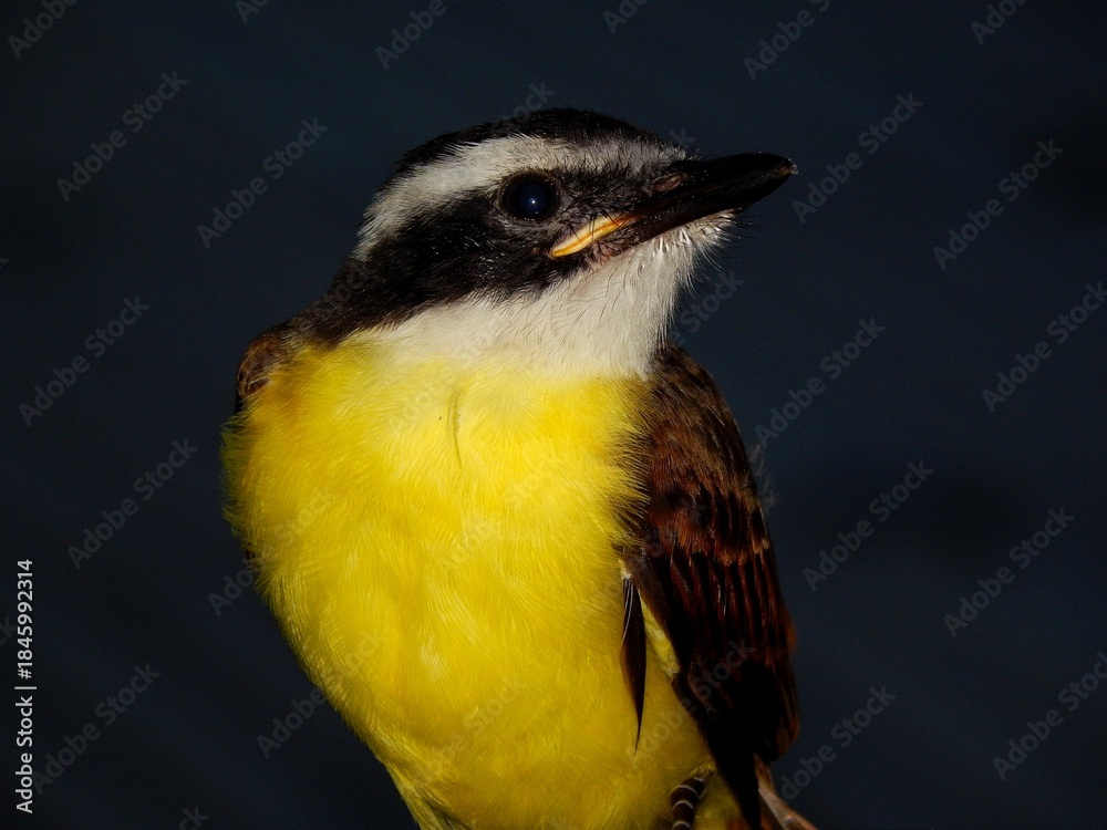 Fototapeta premium Close up of Great Kiskadee (Pitangus sulphuratus) bird in Bejucal, Trinidad and Tobago.
