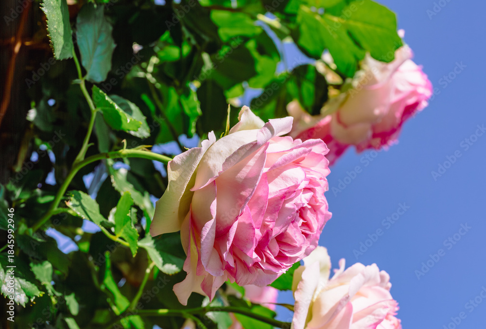 Fototapeta premium めぬま道の駅 バラの花2ー12