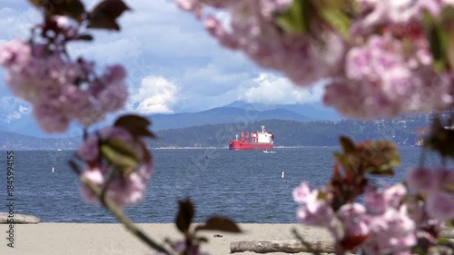 Spanish Banks Beach Cherry Blossoms Vancouver 4K UHD.A sunny day on English Bay with cherry blossoms in Spring. 4K, UHD.
