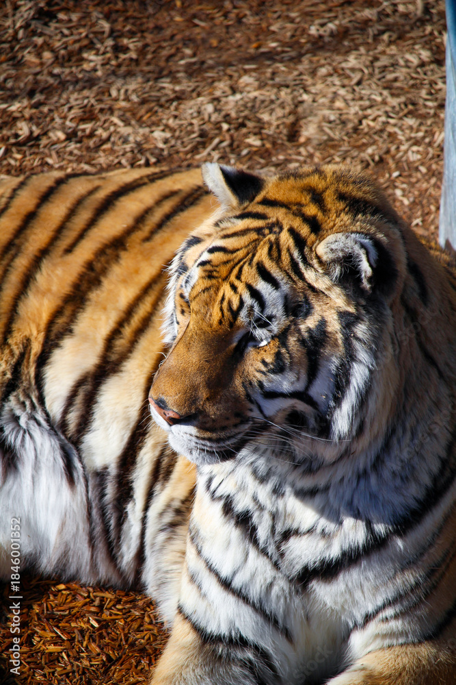 Fototapeta premium Tiger relaxing