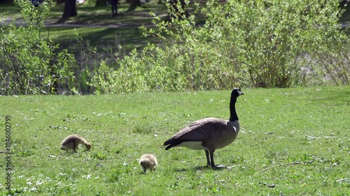 Canada Goose Goslings Feeding on Park Grass 4K UHD.A Canada Goose protecting goslings feeding on grass in a park. 4K UHD.
