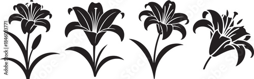 Set of Lily Flower Silhouette Vector Illustration, Black and White Floral Icon