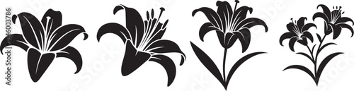 Set of Lily Flower Silhouette Vector Illustration, Black and White Floral Icon