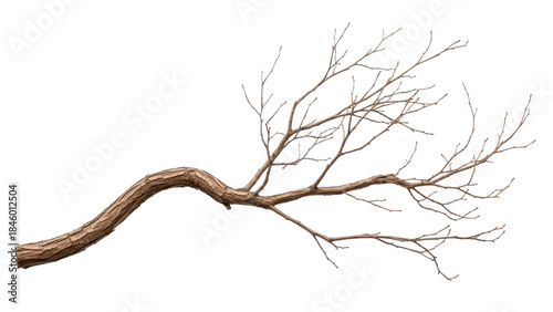 Curved bare tree branch with small twigs, on a transparent background PNG image