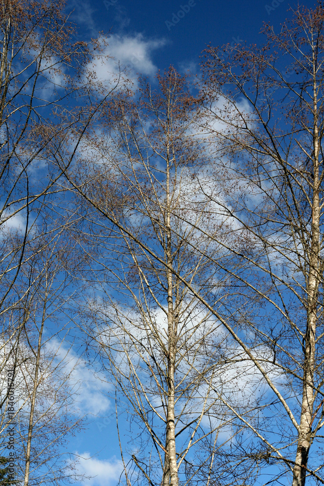 Fototapeta premium Small clouds floating behind bare birch trees