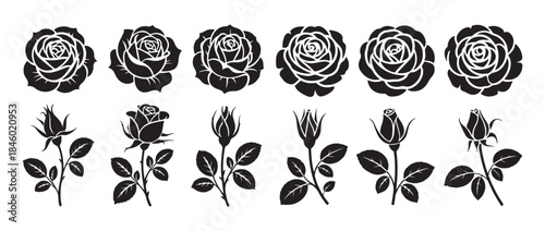Set of black rose flowers and buds on stems isolated on white background botanical illustration