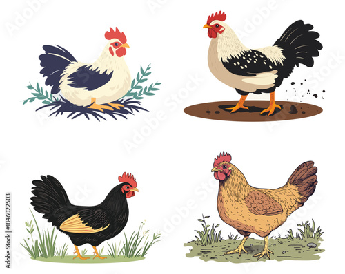 Chicken Breed Illustration Set, Flat Vector Farm Poultry