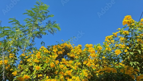 Vibrant Yellow Flowers Blooming Under Clear Blue Sky in Tropical Nature