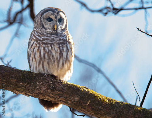 Barred Owl Perched