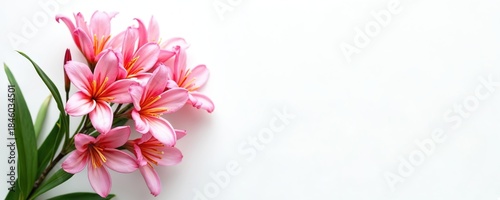 Pink lily flowers with green stems and leaves sit against a clean white backdrop. Delicate blossoms unfurl their petals, revealing vibrant orange centers.
