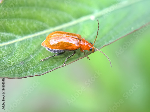 Close up of Red Pumpkin Beetle (Aulacophora foveicollis)