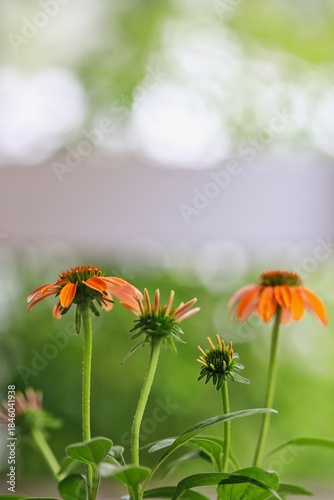 Close up shot of beautiful orange echinacea flower (cornflower) in natural light. 