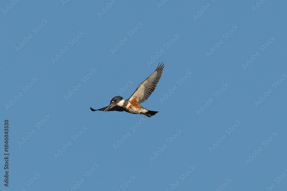 Fototapeta premium Belted kingfisher flying against the sky