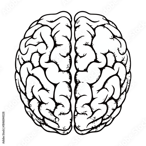 Detailed black and white illustration of the human brain, featuring complex cerebral cortex folds representing intelligence, memory, and neurological science.