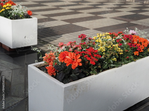 寄せ植えの草花