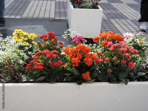 寄せ植えの草花