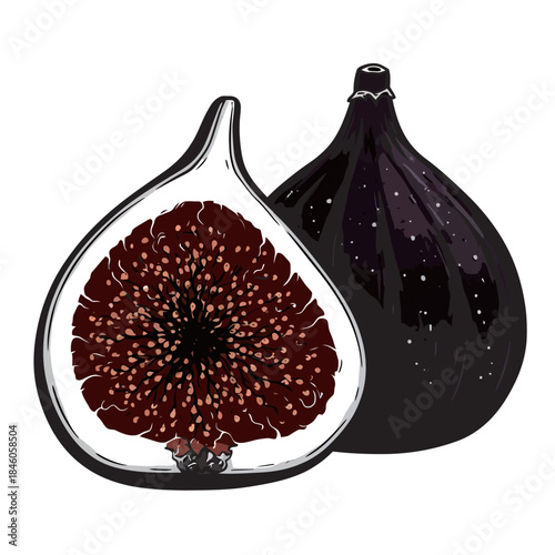 Detailed illustration of a whole and cross-sectioned fresh purple fig, showcasing its sweet seeds, representing natural dessert, Mediterranean cuisine, and healthy gourmet food