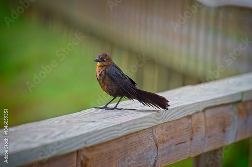 Brown Bird Perched on Wooden Railing